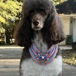 Labradoodle, Labrador Retriever, and Poodle All Grown Up from LLL Dog Ranch