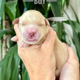 Cloud - Golden male Golden Retriever puppy in El Cajon, California from Grove Haven Canines