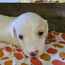 Piper Jo - Piebald female Dachshund puppy in Mayport, Pennsylvania from Debbie's Dachshunds
