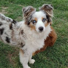Lucy - Toy Australian Shepherd