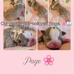 Page - Lilac female Boston Terrier puppy in Carriere, Mississippi from Nine Acre Boston's