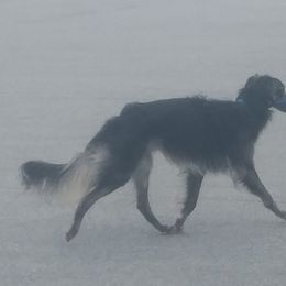 Borzoi and Silken Windhound All Grown Up from Avalon