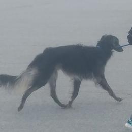 Borzoi and Silken Windhound All Grown Up from Avalon