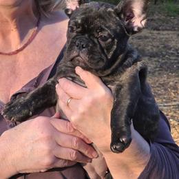 Mel - Brindle female French Bulldog puppy in Summit, Mississippi from Impressive Bulldogs and French Bulldogs