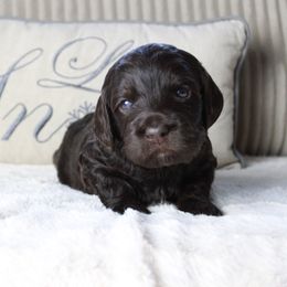 Blue Collar "Toasty Toddy" - Australian Labradoodle puppy from Providence Labradoodles, LLC