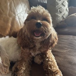 Joy - Cavapoo