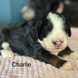 Charlie - Black and white male Bernedoodle puppy in Denver, Pennsylvania from Redcay's Mini Bernedoodles