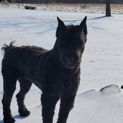 Fury - Bouvier des Flandres