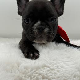 Gloria - Brindle female French Bulldog puppy in Largo, Florida from Big Daddy Frenchies