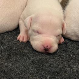 Leo - White male American Staffordshire Terrier puppy in Indianapolis, Indiana from Bellastaff