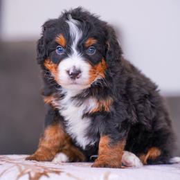 Jack - Tri-color male Bernedoodle puppy in Dundee, Ohio from Down Home Doodle