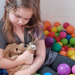 Goldendoodle Puppies from Doodle Devotion