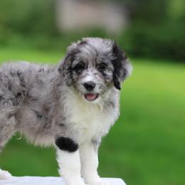Finn - Blue merle male Aussiedoodle puppy in Factoryville, Pennsylvania from North Mountain Doodles