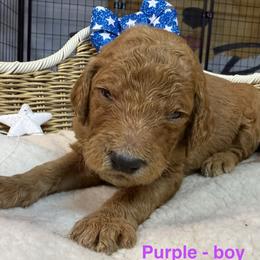 Boy 2 - Chocolate male Goldendoodle puppy in Clermont, Florida from Da Ruba Doodles