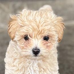 Cavapoos and Maltipoos from Disney Doodles