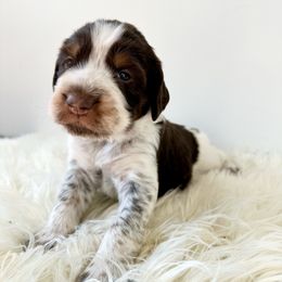 Green - Liver white and tan male English Springer Spaniel puppy in Elk River, Minnesota from Currahee Fields Springers