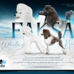 Poodle Puppies from Faksa Standard Poodles