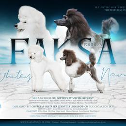 Poodle Puppies from Faksa Standard Poodles