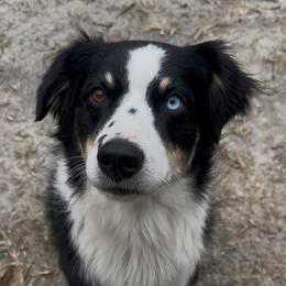 Paris - Black tri female Miniature Australian Shepherd puppy in Daytona Beach, Florida from Mossy Mountain Aussies