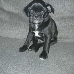 Black male white chest - Black male Pug puppy in Centuria, Wisconsin from Rott'N'Frenchies