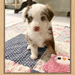 Mini Aussie Girl 5 - Red merle female Miniature Australian Shepherd puppy in Pensacola, Florida from TNT MINI AUSSIES