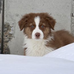 Australian Shepherd, Miniature American Shepherd, Miniature Australian Shepherd, and Toy Australian Shepherd Puppies from Painted Blue Aussies
