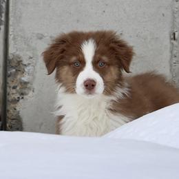 Australian Shepherd, Miniature American Shepherd, Miniature Australian Shepherd, and Toy Australian Shepherd Puppies from Painted Blue Aussies