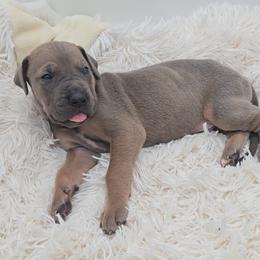 Oggie - Blue male Great Dane puppy in Caldwell, Idaho from Miner's Dynamic Danes