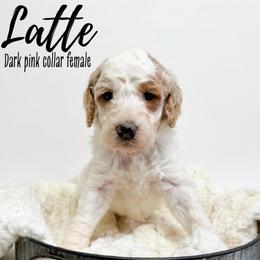Latte - Parti female Goldendoodle puppy in Taylorsville, North Carolina from Doggone Dixie Doodles