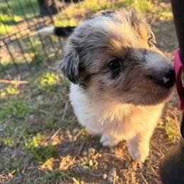 Murphy - Blue merle male Australian Shepherd puppy in Worcester County, Massachusetts from O’Kejas  Kennel