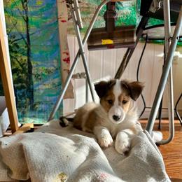 Coco - Sable and white female Shetland Sheepdog puppy in Union, New Jersey from McDermon Shelties