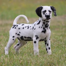 Light Blue - White and black male Dalmatian puppy in Cottage Grove, Oregon from Hidden Hills Dalmatians