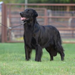 Hatchet - Flat-Coated Retriever