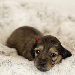 Shaded cream girl - Cream female Dachshund puppy in Seminary, Mississippi from Down South Mavericks Dachshunds