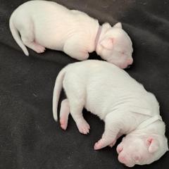 Dogo Argentino Puppies from Fates Legacy Kennels
