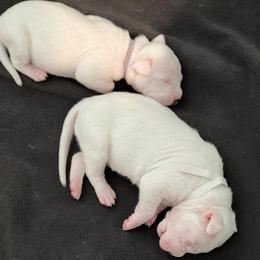 Dogo Argentino Puppies from Fates Legacy Kennels
