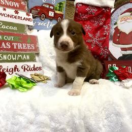 Border Collie and Jack Russell Terrier Puppies from CP FARMS BORDER COLLIES N JACKS CORP