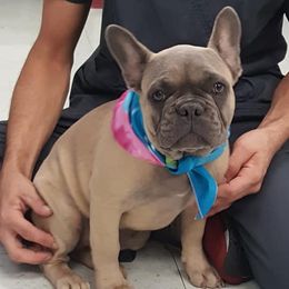 French Bulldogs from Leading Irons Bullys