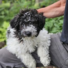 Cafe Girl - Black female Whoodle puppy in West Bend, Iowa from Blue Skies Terriers