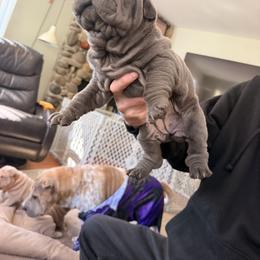 Chinese Shar-Pei Puppies from Morgan's Chinese Shar-Pei