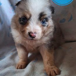 Cuatro - Blue merle male Miniature Australian Shepherd puppy in Kettle Falls, Washington from Ellie's Miniature Australian Shepherds