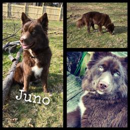 Juno - Siberian Husky