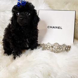 Poodles, Yorkipoos, and Yorkshire Terriers from Royal Paw's Pet Parlour