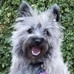 Cairn Terriers from Debra Soutar