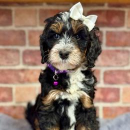 Purple - Tri-color female Bernedoodle puppy in Hesperia, Michigan from Red Acres Poodles & Doodles