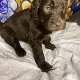 Labradoodle Puppies from Molly’s Doodles