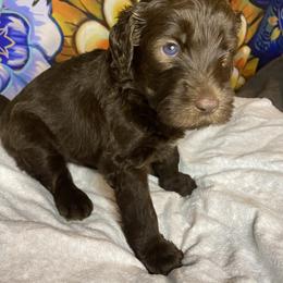 Labradoodle Puppies from Molly’s Doodles