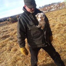 Aussiedoodle Puppies from Finney Ranch