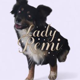 Lady - Toy Australian Shepherd