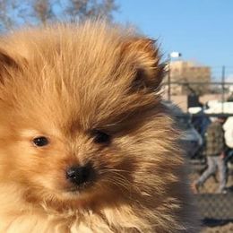 Pomeranians from Pinn Ponn Pomeranians